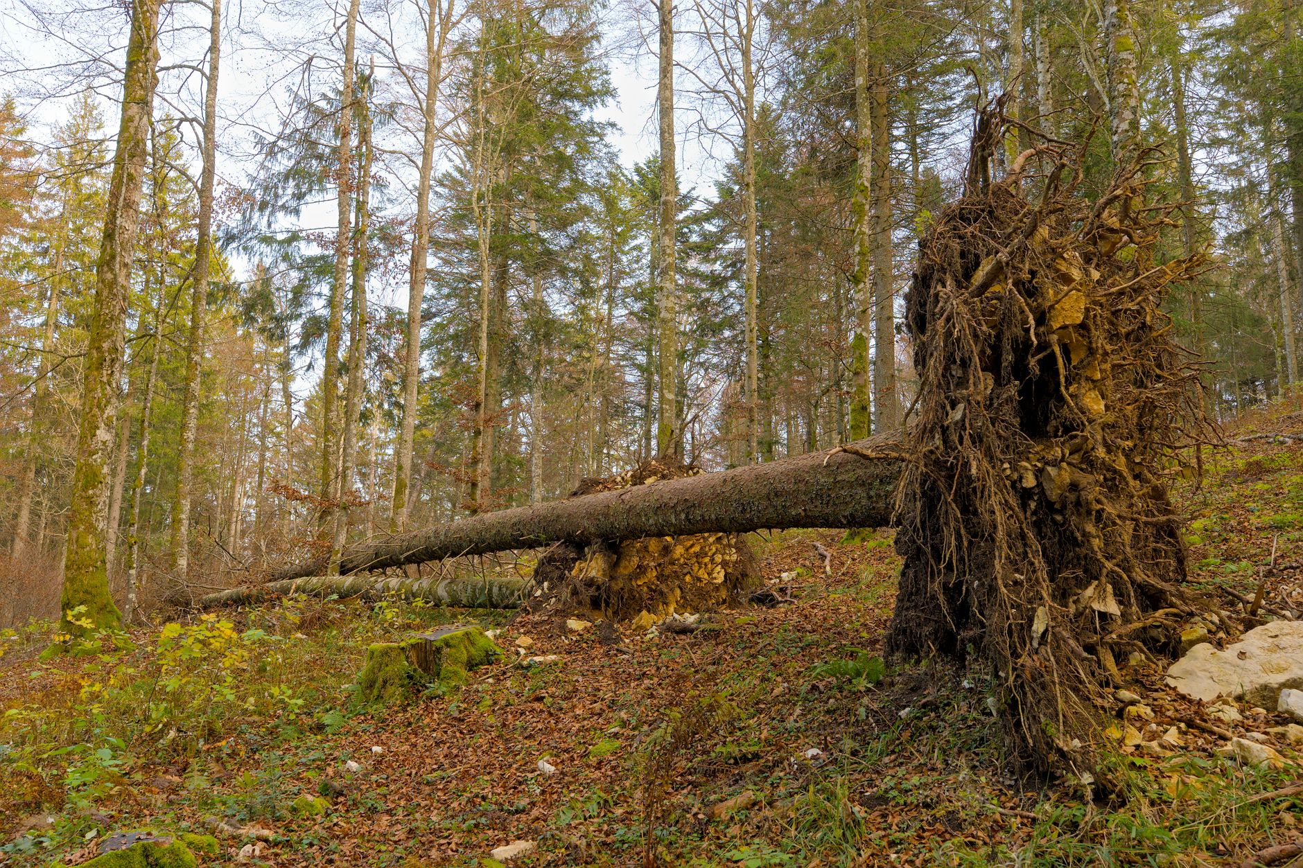 Enlèvement arbre urgence à Goussainville